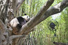 2023年5月27日，广东省广州市，生活在长隆野生动物世界的大熊猫“婷仔”在冰块旁休息。当日，广州出现高温天气，多区发布高温预警。中新社 陈骥旻/cnsphoto/IC photo
 编辑/陈进