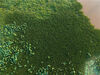 2023年5月31日，广西南宁市，在位于五象新区桂象湖公园里面的公园湖泊的水面上，现一大片水葫芦，绿油油的形似大“草原”一般。这些水葫芦停留在桂象湖的转弯处，一些湖面已经被覆盖得密不透风。
