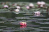 2023年6月2日，浙江杭州西湖小瀛洲多个水域的双色睡莲盛开，美不胜收。 