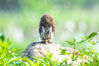 2023年6月1日，在重庆市南川区金佛山国家自然保护区斑头鸺鹠幼鸟在等待鸟爸鸟妈捕食归来。
