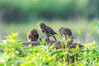 2023年6月1日，在重庆市南川区金佛山国家自然保护区拍摄的斑头鸺鹠大鸟捕食喂养幼鸟。