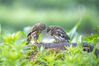 2023年6月1日，在重庆市南川区金佛山国家自然保护区拍摄的斑头鸺鹠大鸟捕食喂养幼鸟。