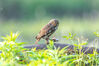 2023年6月1日，在重庆市南川区金佛山国家自然保护区拍摄的斑头鸺鹠大鸟捕食喂养幼鸟。瞿明斌/IC photo 编辑/陈进