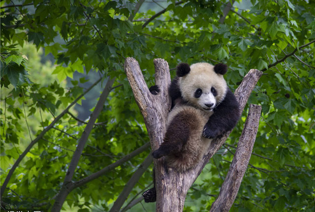 四川汶川：大熊猫享受夏日阳光和美食
