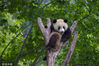 2023年6月3日，四川阿坝，汶川的中国大熊猫保护研究中心卧龙神树坪基地的大熊猫爬上树梢。
