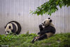 2023年6月3日，四川阿坝，汶川的中国大熊猫保护研究中心卧龙神树坪基地的大熊猫嬉戏玩耍，享受着阳光和美食。