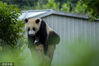 2023年6月3日，四川阿坝，汶川的中国大熊猫保护研究中心卧龙神树坪基地的大熊猫爬上树梢。来源：视觉中国