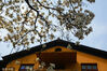2024年3月12日，杭州，西湖风景区内的法喜寺，一株五百多年树龄的玉兰盛开，吸引了众多游人前来尝花跳春。