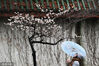 2024年3月5日，南京鸡鸣寺路“消息树”樱花盛开。
三月是春花烂漫的季节。阴雨连绵过后，南京迎来限量版阳光。位于鸡鸣寺路上的网红 