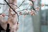 2024年3月5日，南京鸡鸣寺路“消息树”樱花盛开。
三月是春花烂漫的季节。阴雨连绵过后，南京迎来限量版阳光。位于鸡鸣寺路上的网红 