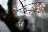 2024年3月5日，南京鸡鸣寺路“消息树”樱花盛开。三月是春花烂漫的季节。阴雨连绵过后，南京迎来限量版阳光。位于鸡鸣寺路上的网红 