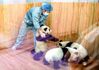 2024年3月7日，三八妇女节前，记者走进秦岭大熊猫研究中心，倾听育婴室里用爱日夜守护熊孩子的“奶妈”的心声。