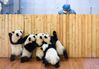 2024年3月7日，三八妇女节前，记者走进秦岭大熊猫研究中心，倾听育婴室里用爱日夜守护熊孩子的“奶妈”的心声。已经是两个孩子母亲的陈洒,是秦岭大熊猫研究中心的饲养员，她给大熊猫当“奶妈”，专门负责照看大熊猫幼仔，在奶爸奶妈们悉心照料、温暖陪伴和宠爱下，这群圆熊孩子一天天健康长大。来源：IC photo 编辑/陈进

