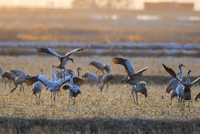 内蒙古鄂尔多斯：黄河湿地成候鸟乐园