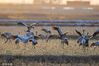 2024年3月7日，内蒙古鄂尔多斯，成群结队的野鸭、天鹅、灰鹤等等鸟类云集在达拉特旗境内的黄河湿地栖息。来源：王晓博/视觉中国

