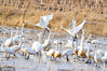 2024年3月7日，内蒙古鄂尔多斯，成群结队的野鸭、天鹅、灰鹤等等鸟类云集在达拉特旗境内的黄河湿地栖息。

