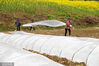 2024年3月8日，重庆市，黔江区沙坝镇西泡村，村民在覆盖培育红薯苗的农膜。
